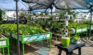 Aquaponics system 2