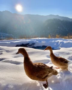 Meena Bagh goose